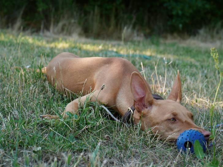 Pharaohound Honda - Knap så smuk billede 9