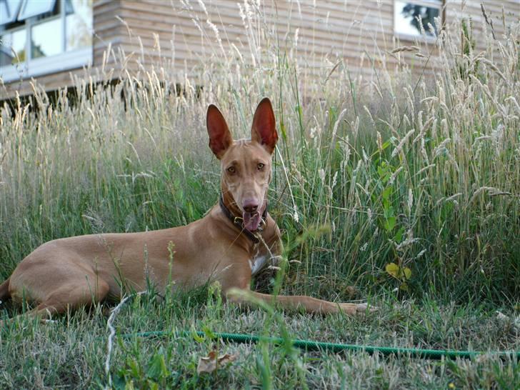 Pharaohound Honda - En slapper i græsset billede 10