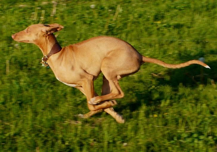 Pharaohound Honda - Når det skal gå stærkt billede 11