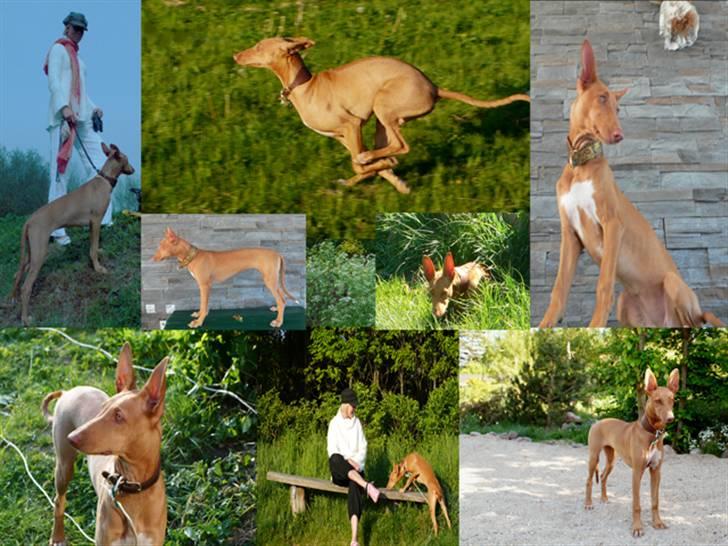 Pharaohound Honda - Lidt af det hele.... billede 12