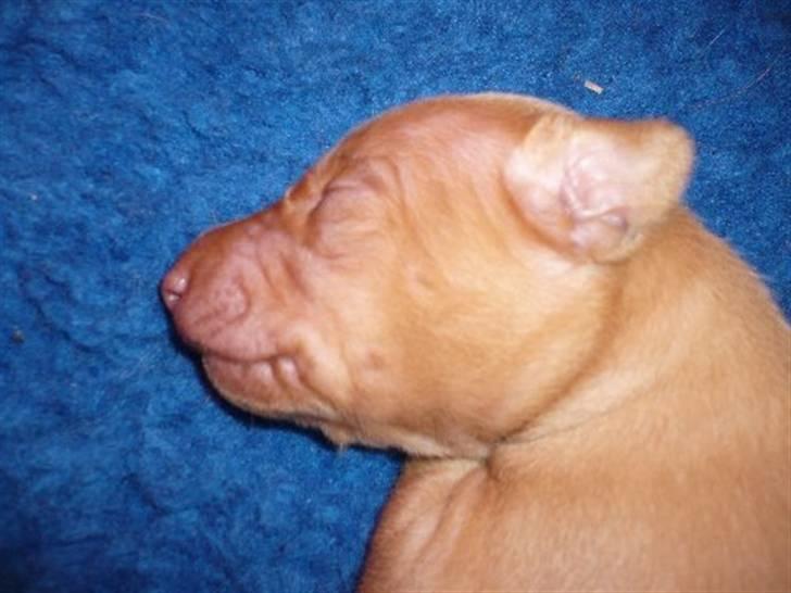 Pharaohound Honda - Og så var der den gang jeg ikke selv kunne godkende billederne billede 13