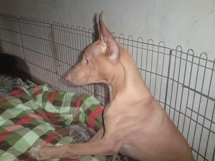 Pharaohound Honda - afhentning i ´Frankrig billede 14