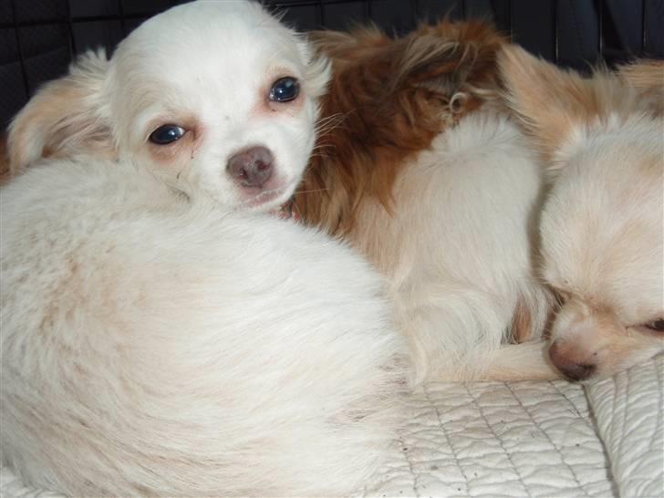 Chihuahua Diva Aka Pølsen - Altså, du vil have mig med på arbejde, ok, men lad mig nu sove billede 9