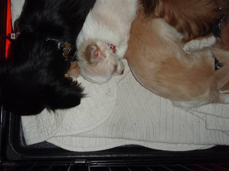 Chihuahua Diva Aka Pølsen - Hvorfor skal vi med, vi sover jo bare :-) billede 10