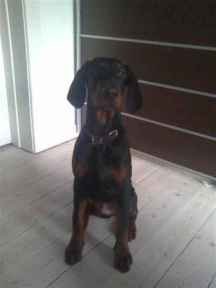 Dobermann Armageddon Star's Eick  billede 1
