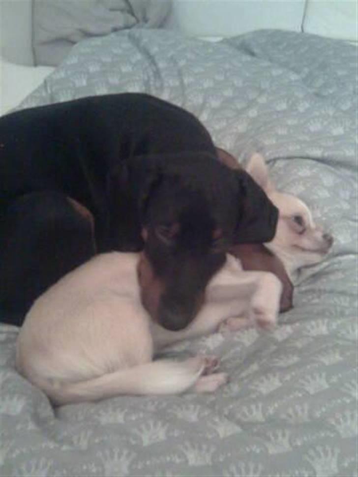 Dobermann Armageddon Star's Eick  billede 2