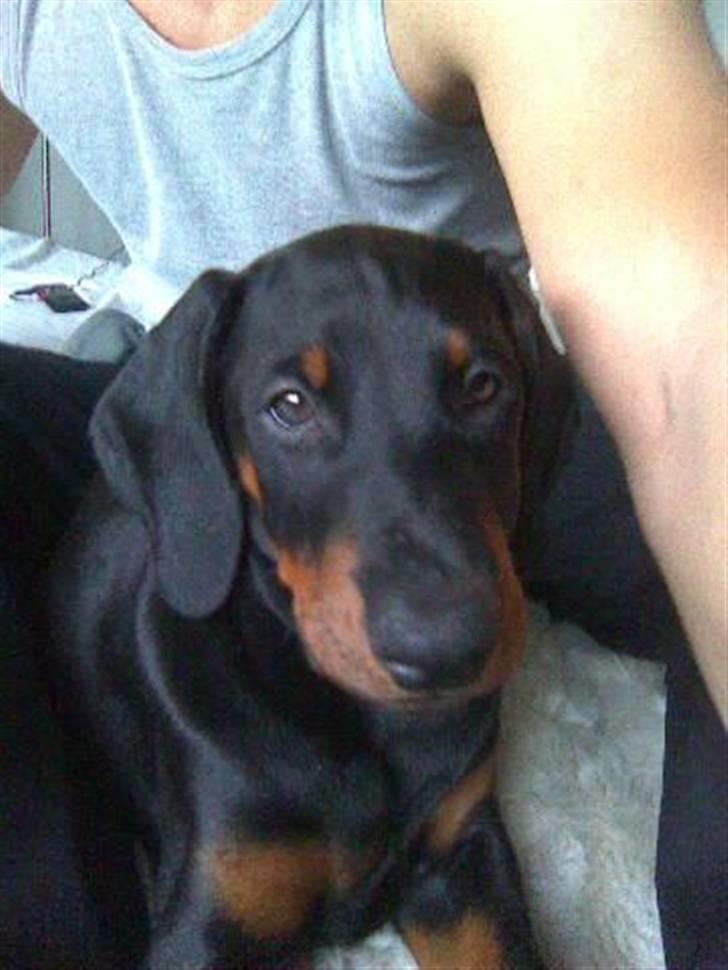 Dobermann Armageddon Star's Eick  billede 3