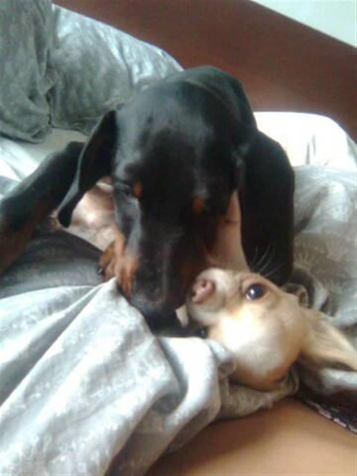 Dobermann Armageddon Star's Eick  billede 4