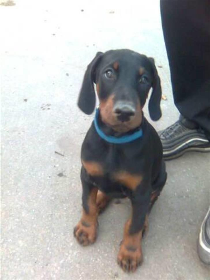 Dobermann Armageddon Star's Eick  billede 5