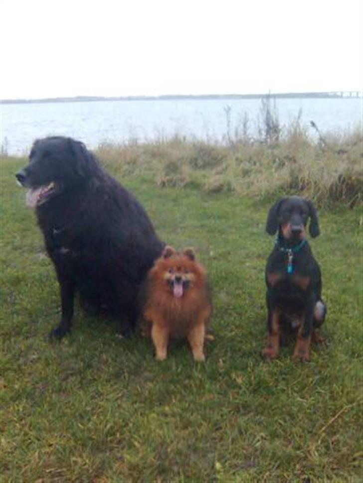 Dobermann Armageddon Star's Eick  billede 6