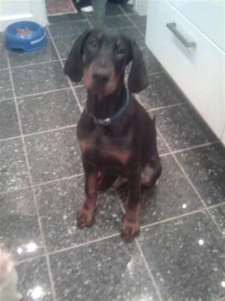 Dobermann Armageddon Star's Eick  billede 7