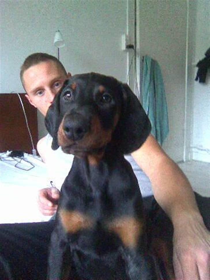 Dobermann Armageddon Star's Eick  billede 8