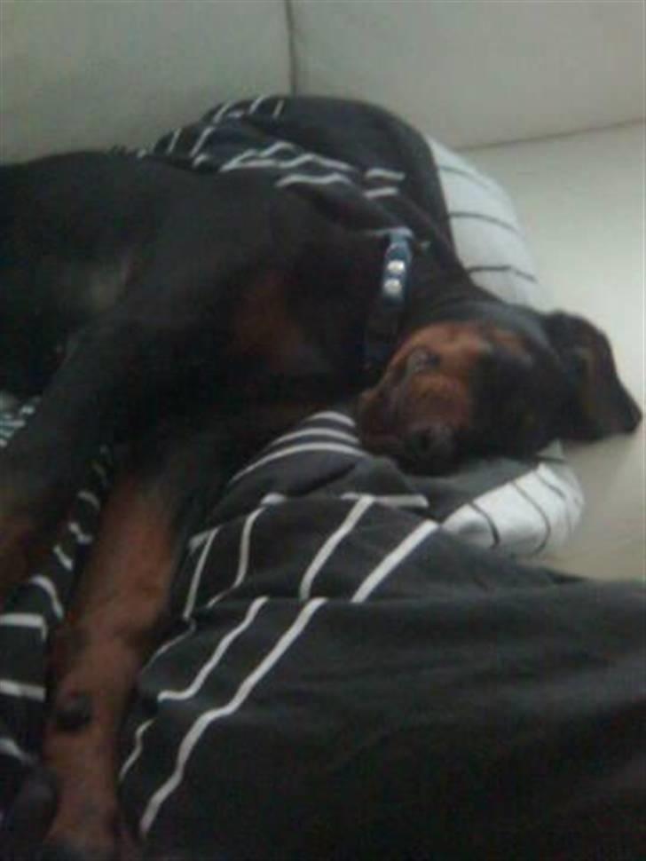 Dobermann Armageddon Star's Eick  billede 9