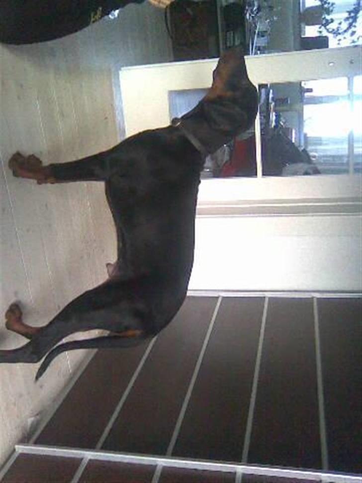 Dobermann Armageddon Star's Eick  billede 10