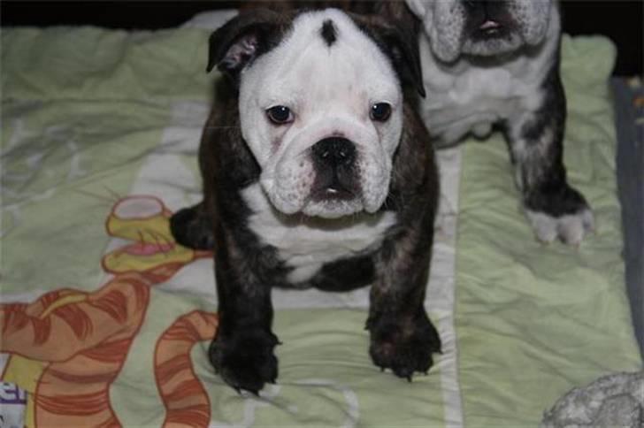 Engelsk bulldog All Inclusive - Daimi - Jeg glæææder mig til at komme til danmark billede 4