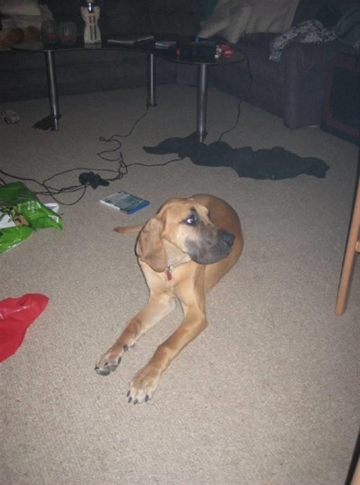 Grand danois Freja tøsen - og 7 måneder,:) billede 1