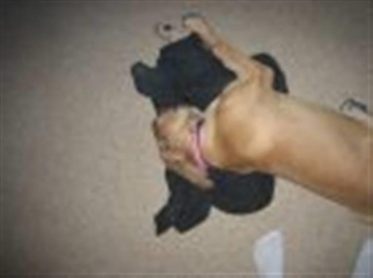 Grand danois Freja tøsen - 6 måneder igen :) billede 2