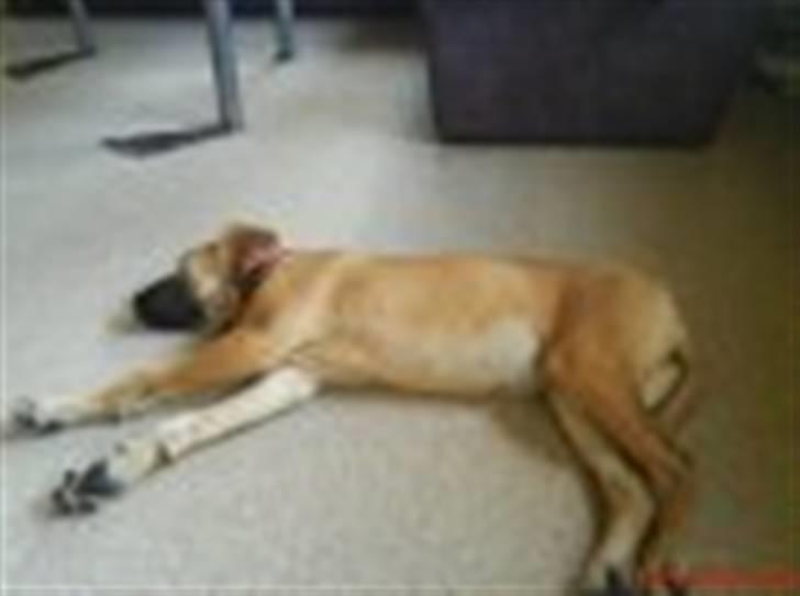 Grand danois Freja tøsen - her er hun lidt ældre, 6 måneder :) billede 3