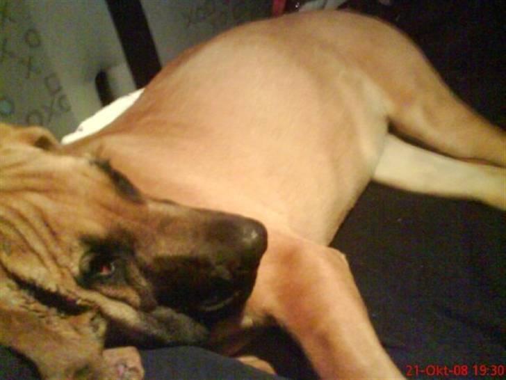 Grand danois Freja tøsen - Her har jeg lige fået hende og vi er på vej hjem i bilen :) billede 4