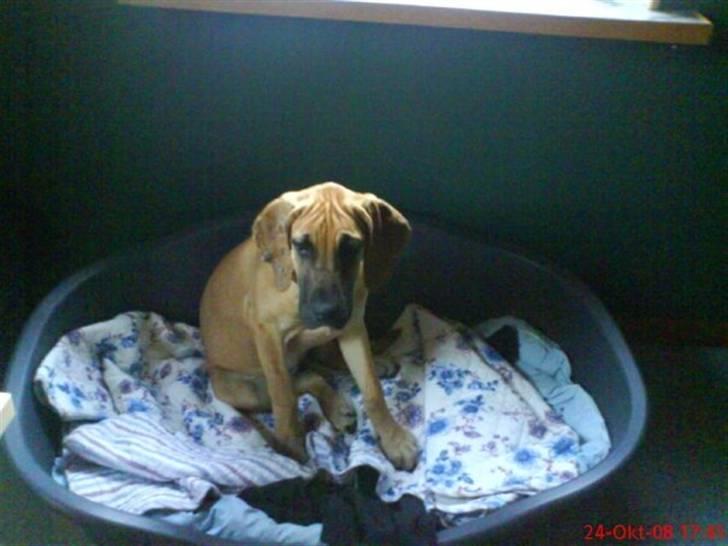 Grand danois Freja tøsen - Ikke så gammel, blot 4 måneder. :) billede 5