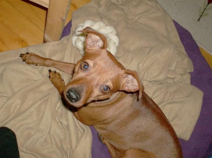 Blanding af racer Chili billede 16