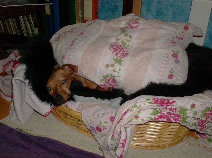 Blanding af racer Chili billede 17