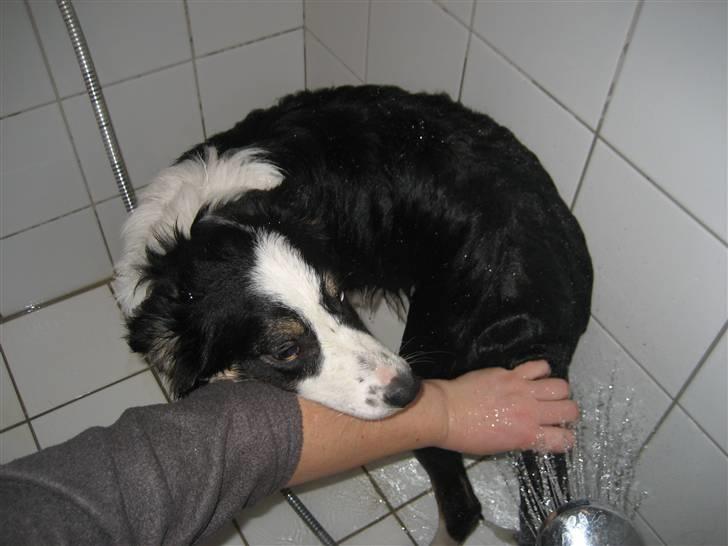 Border collie Frida - Frida i bad. -Det er hun super sød til. Står bare og nyder det.. :) billede 17
