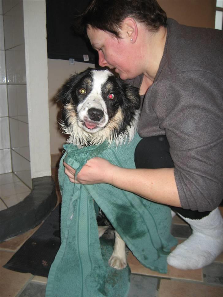 Border collie Frida - Så skal jeg tøres. Super hyggeligt.. billede 18