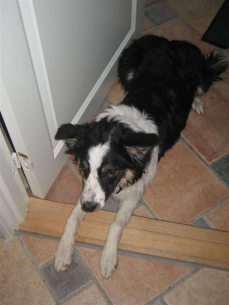 Border collie Frida - Nu skal jeg bare ligge her og tørre færdig så jeg kan komme ud og grave i jord igen ;) billede 19