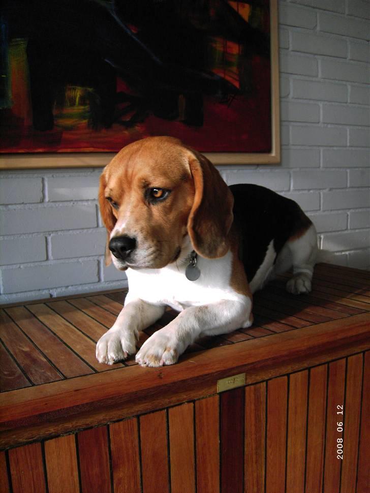 Beagle Basse - Velkommen til Basse´s profil, min skønne lille hund billede 1