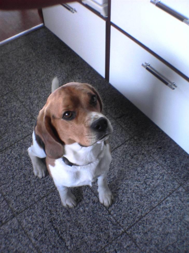 Beagle Basse billede 2