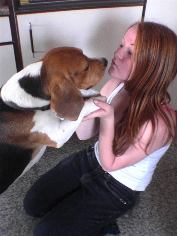 Beagle Basse - Baby hunden og mig.. <33 billede 3