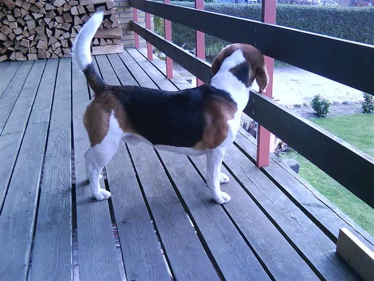 Beagle Basse billede 8