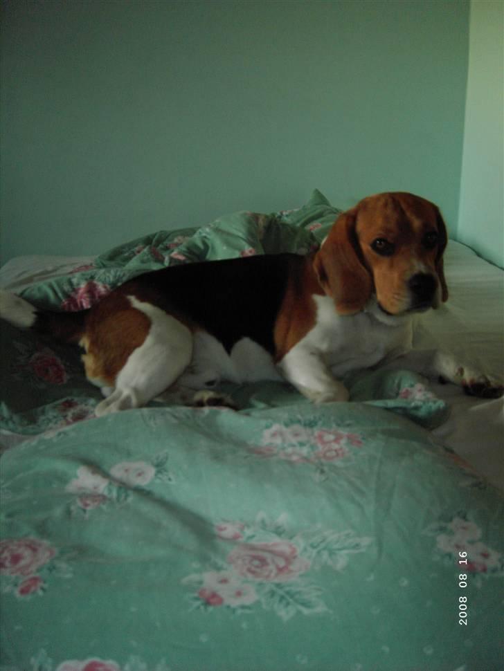 Beagle Basse billede 9