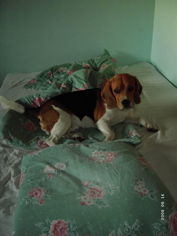 Beagle Basse billede 10