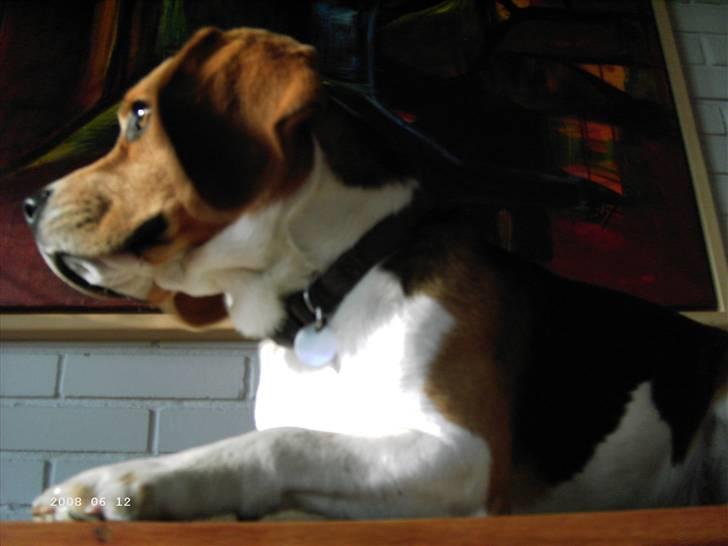 Beagle Basse billede 14