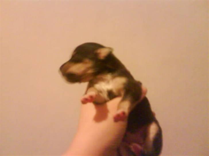 Blanding af racer Himmelhunden Sasja billede 5