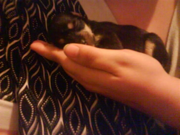 Blanding af racer Himmelhunden Sasja billede 7