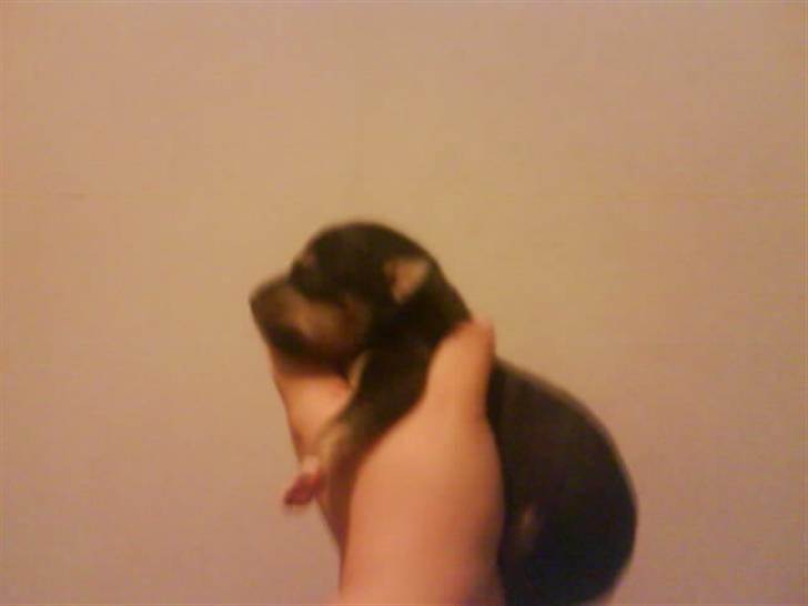 Blanding af racer Himmelhunden Sasja billede 8