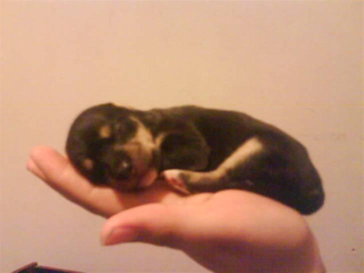 Blanding af racer Himmelhunden Sasja billede 9