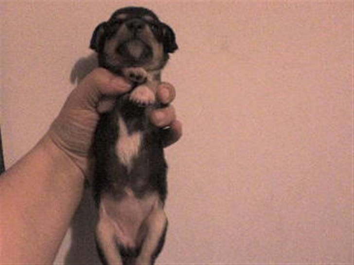 Blanding af racer Himmelhunden Sasja billede 10