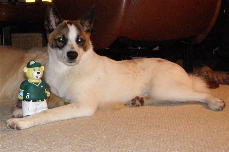 Norrbottenspids Spidsbjørnens Coda - Stolt over et "stjålet" pivedyr oktober 2008 billede 3