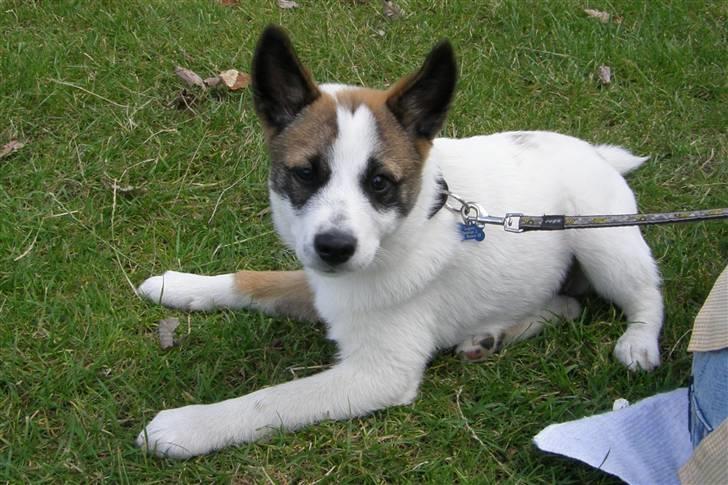 Norrbottenspids Spidsbjørnens Coda - Coda til Danmarks Sødeste hund - Århus-kom i semifinalen på dagen! billede 5