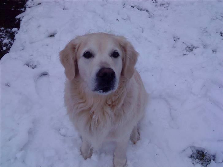 Golden retriever buma billede 10