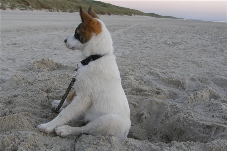 Norrbottenspids Spidsbjørnens Coda - Løkken 2½ md gammel-sidder på kanten af "sit" hul billede 6