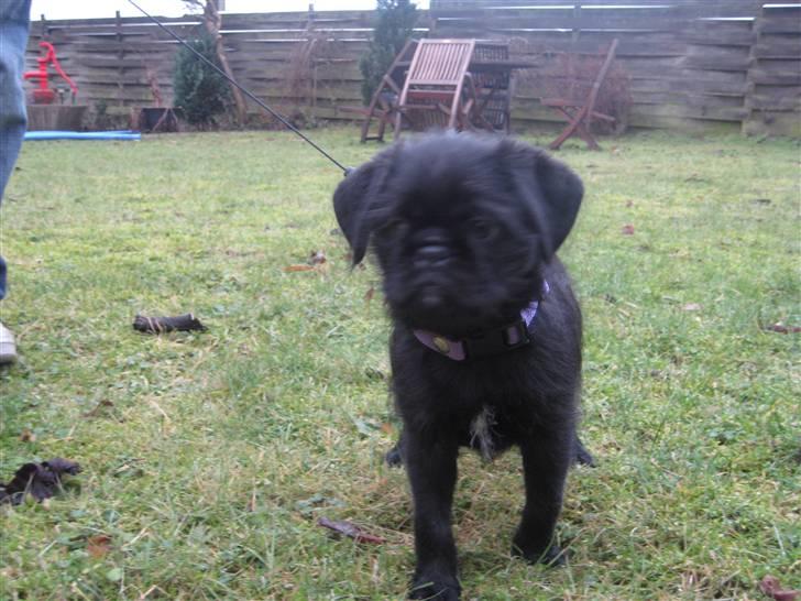 Blanding af racer Cocco billede 7