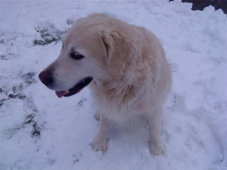 Golden retriever buma billede 11