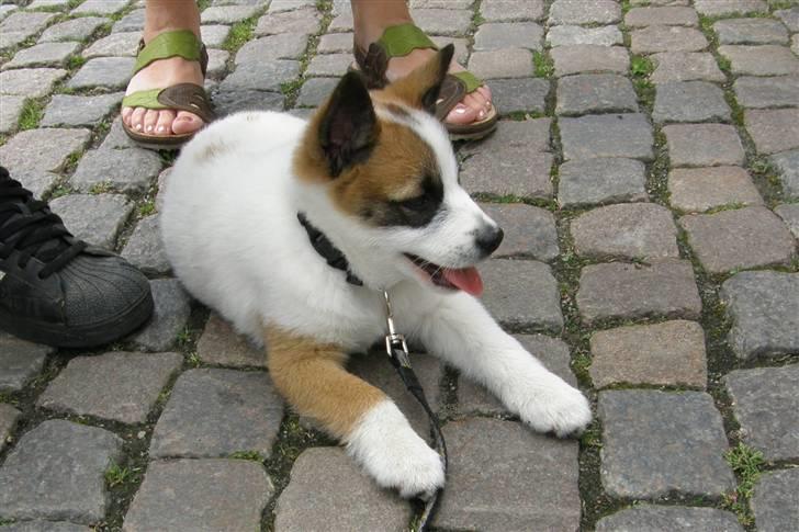 Norrbottenspids Spidsbjørnens Coda - Første bytur i Randers 9 uger gammel billede 7