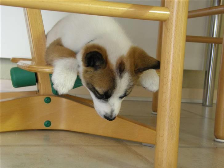 Norrbottenspids Spidsbjørnens Coda - Første dag hjemme - Træt lille fyr - særlig sovested billede 8