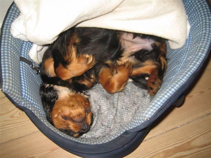 Cavalier king charles spaniel (Souvinier's) Almunia billede 20